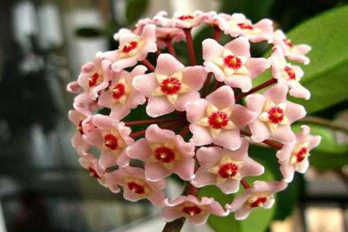 球兰花图片，球兰花小小圆满 大大的幸福