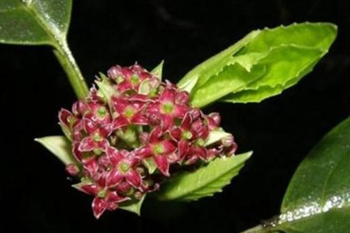 桃叶珊瑚怎么养？做好这3点最关键