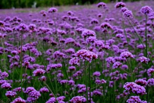 马鞭草的功效与作用 马鞭草盛开，紫色花田铺满春日