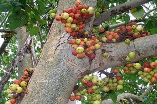 牛奶树果实能吃吗，只能吃根不能吃果实