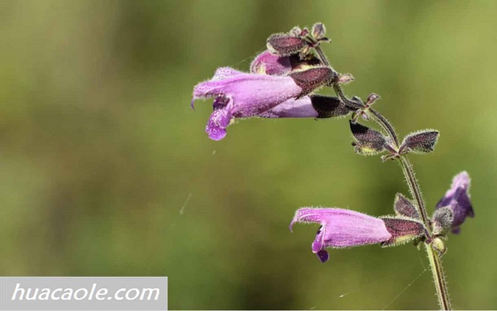 甘西鼠尾草图片，开紫色花的甘西鼠尾草你认识吗