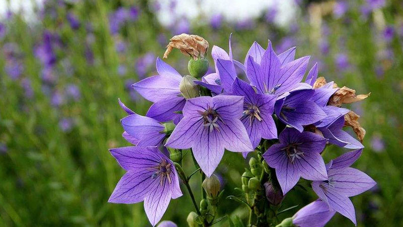 吉梗花不同颜色的花语