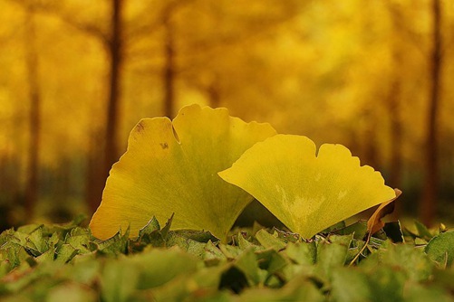 银杏代表什么象征意义，银杏的功效与作用介绍