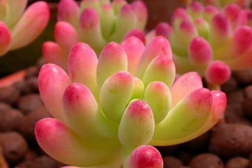 多肉乙女心的养殖方法  乙女心这样养又肥又鲜亮