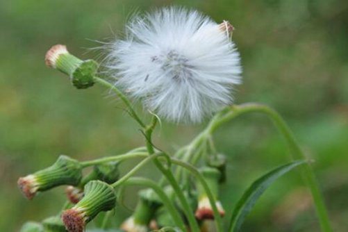 蒲公英做法，蒲公英不光可以泡茶还可以这样做