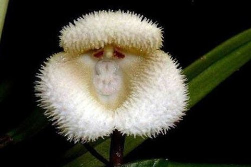 猴面小龙兰的养殖方法，这样养你的猴面小龙兰更好看