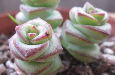 多肉植物钱串子怎么养才茂盛