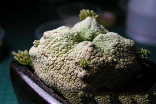 凝蹄玉怎么养？做好下面3步就能养出多肉界的“极品”凝蹄玉