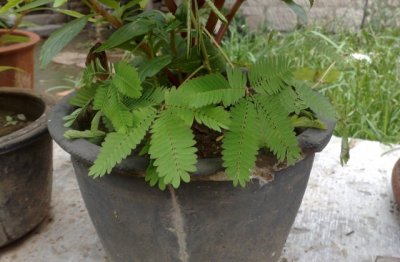 含羞草有什么特点 含羞草的特点介绍