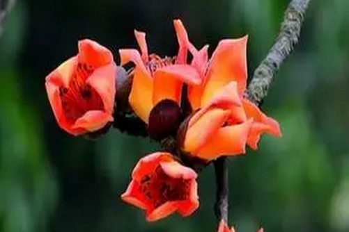 木棉花的功效与作用，健脾祛湿，木棉花入膳正当时