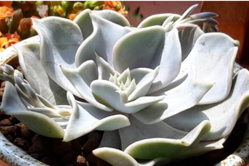 丽娜莲养护方法，一片叶子就能成活，美到没朋友