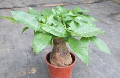 发财树怎么种才好