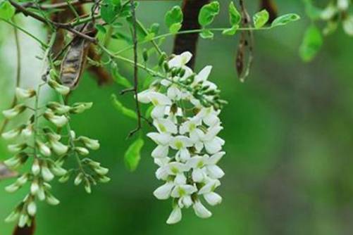 槐米的功效与作用，槐米 为你甘愿成为一个吃花的俗人
