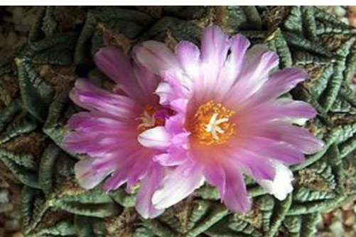 龟甲牡丹养殖方法，龟甲牡丹植物界的大熊猫