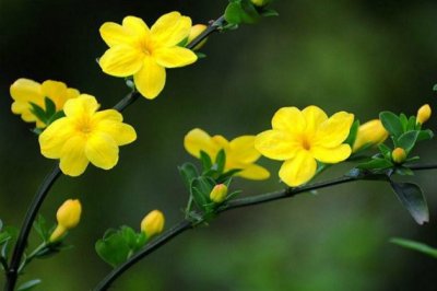 家里春节种什么花好？适合春节养的花卉绿植盆栽有哪些？