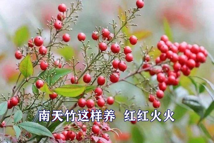 南天竹这样养 古色古香风韵佳，红红火火美不胜收