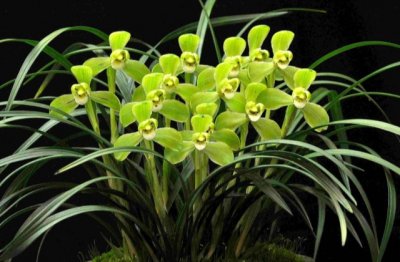 新手如何挑选兰花