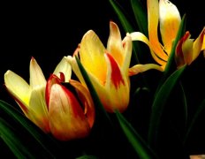 四月的花语：郁金香花语及欣赏价值