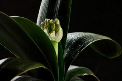 花盆土壤板结怎么办？花土发白结块这样做就可以轻松解决！