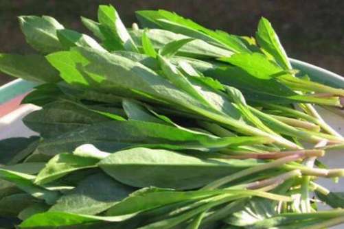 马兰头的功效和作用，三月马兰胜似药