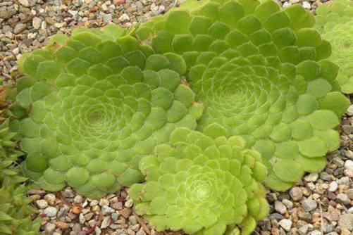 多肉明镜怎么养  做好6点将明镜的叶片养成镜面