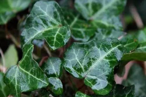 常春藤怎么养才能更旺盛，常春藤这样养分分钟长成窗帘