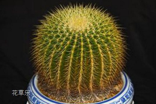 坚强，将爱情进行到底：仙人球花语及传说