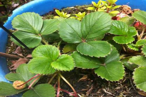 阳台上种草莓 果多味甜，一家人都吃不完