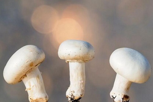 双孢菇是口菇吗 原来它们竟是这样区分的