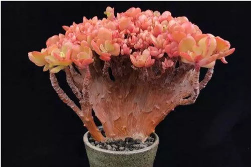 多肉夏天可以换盆吗？“非必须”情况夏天最好不要换盆