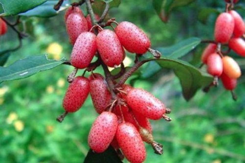 牛奶子的功效和作用，比草莓还好吃，浑身都是宝