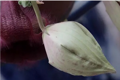 怎么让大花犀角开花？长在沙漠里的海星