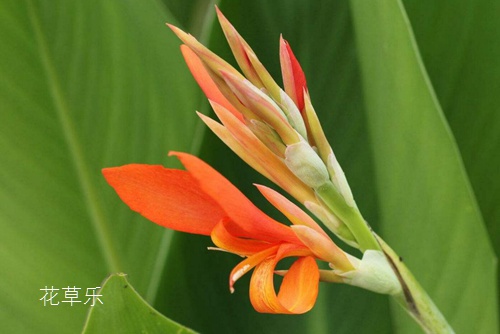 怎样让美人蕉花走上家庭阳台，成为阳台花卉