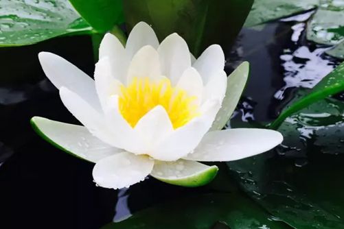 碗莲为什么不开花？原来你是这样的“水货”