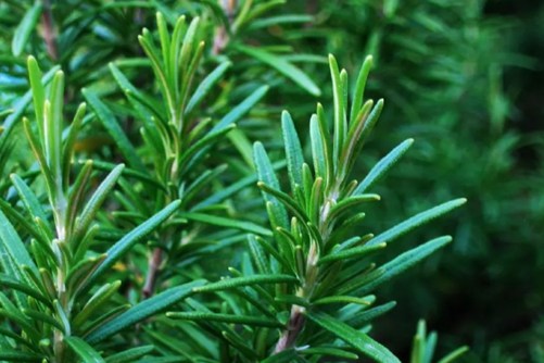 迷迭香的花语和传说，迷迭香留住爱的味道