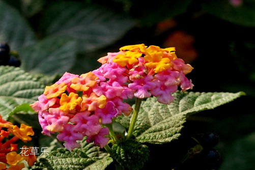 象征家庭和睦的花，五色梅花语