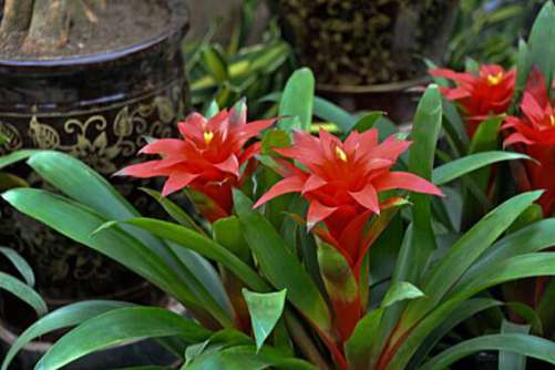 乔迁之喜送什么花，这些礼物千万别送 收到者会翻脸