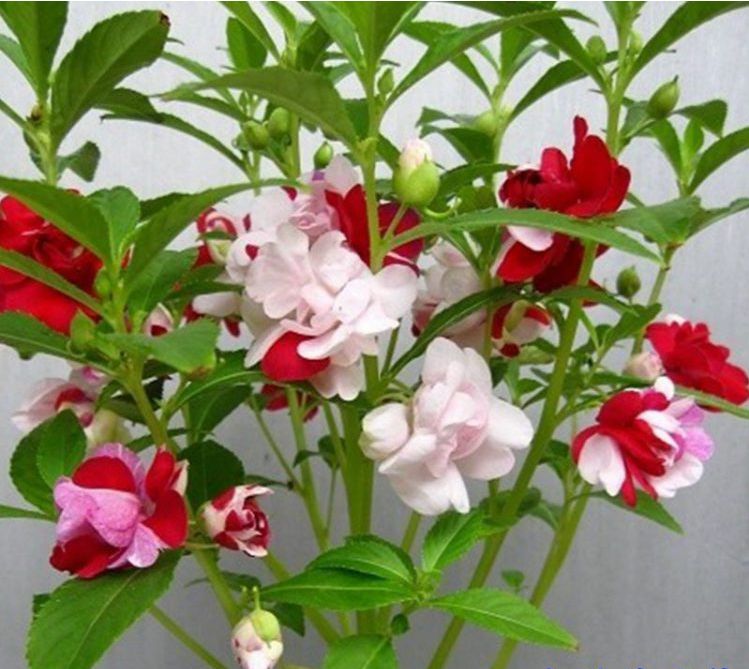 凤仙花花语大全：凤仙花传说集锦