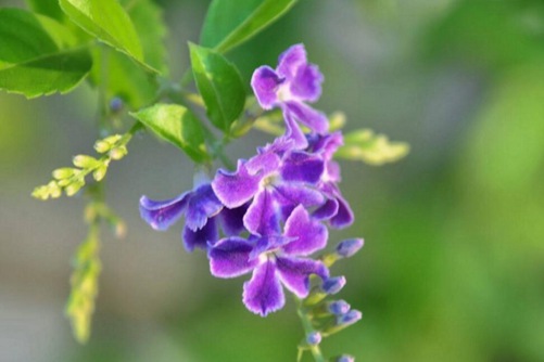 素馨花的功效与作用，素馨花又香又好看而且还有很好的药效