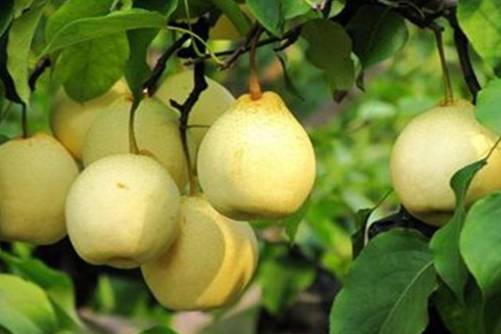 吃什么水果去火？这几种水果去火可不是一般的好