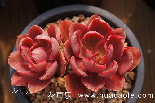 多肉怎么养？多肉紫焰的特征及养护