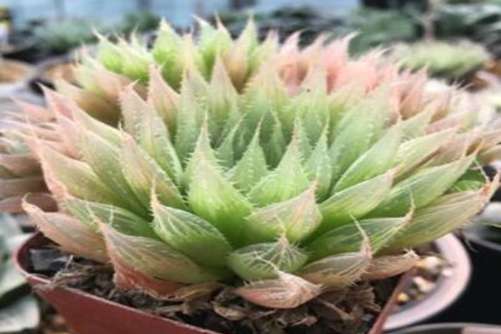 多肉三角琉璃莲图片，只为将最美好的肉体遇见你