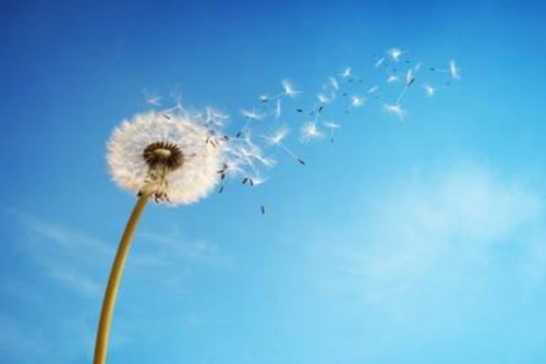 蒲公英花语，蒲公英漫天飞舞的小精灵