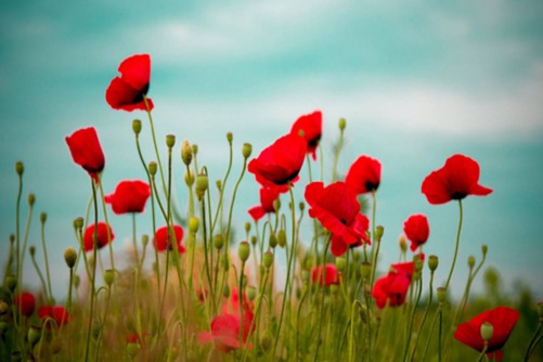 罕见好听的花名及花语，世上有朵美丽的花 那是青春吐芳华