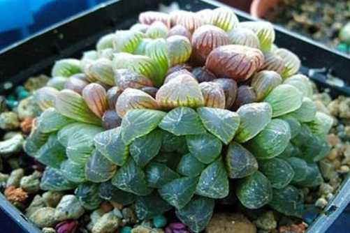 玉露怎么养？用下面的方法不仅肥美还叶片透亮