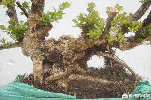 黄杨下山桩如何快速成活，挖桩10年的老农说做好这7点，1个月就出芽