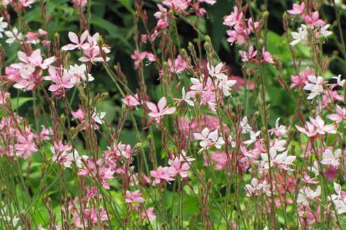 千鸟花的养殖方法和注意事项，千鸟花这样养一定长得好看