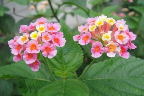 如意花怎么养 如意花的养殖方法:喜温暖湿润、阳光充足的环境