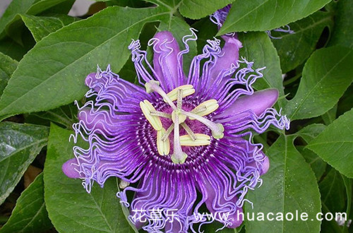 西番莲的花语及传说