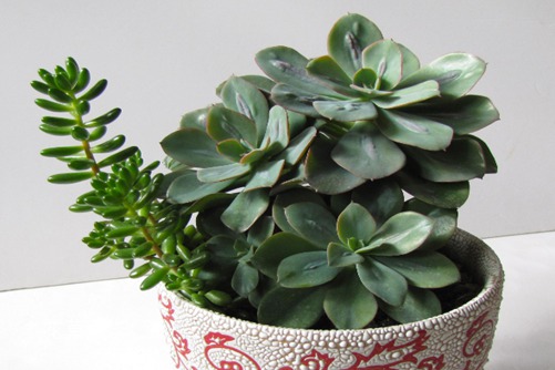 古典珠宝卡梅奥世界闻名，我是多肉卡梅奥也不赖